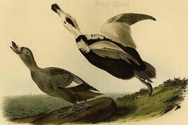Pied Duck by John James Audubon - Art Print - £17.42 GBP+