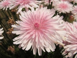BPA 25 Seeds Pink Hawksbeard Crepis Rubra Flower Everlasting Daisy Two Tone Doub - £7.89 GBP