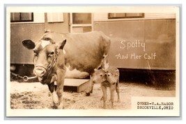 RPPC Spotty and 2-Headed Freak Calf Brookville Ohio OH UNP Postcard Y15 - £10.97 GBP