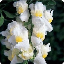 30 Lemon Sherbert Antirrhinum Snapdragon / Long-Lasting Annual Flower Seeds USA  - £11.84 GBP