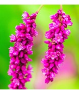 BRN 10 Kiss Me Over The Garden Gate Polygonum Orientale Persicaria Pink ... - $255.19 MXN