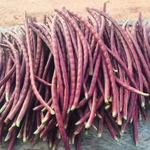 Thai Purple Bush Bean Seeds Fresh Seeds Fast Shipping - $17.79