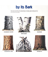 2002 International Paper Poster Life Of A Forest Tree Identification Vtg... - $34.17 CAD