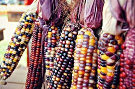 100 pcs Ornamental Indian Corn Wampum Mixed Colors Zea Mays Vegetable Seeds - £7.07 GBP