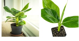 Live Plant Tropicana Banana (Super Dwarf Cavendish) - Musa - Live Plant Garden - £43.85 GBP