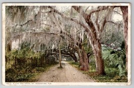 St Augustine Florida A Live Oak Drive 1913 Postcard E23 - £5.46 GBP