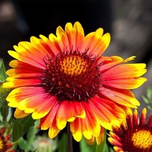 Gaillardia Aristata Blanket Flower Heirloom Seeds-Non GMO- 100 Seeds - $2.85