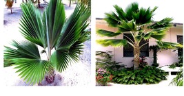 Fiji Fan Palm Tree 10 Seeds (Pritchardia pacifica) Fast Growing Tropical Plant - £16.83 GBP