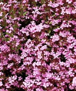 1000 SEEDS Groundcover ROCK SOAPWORT Groundcover Spreading Perennial Pin... - $6.98