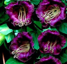 25 Seeds Cobee Violette/Cobaea/Flower Garden Fresh USA Store - $7.68