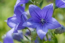 Balloon Flower Toraji {Platycodon Grandiflorus}50Seeds Us Seller Usa Seller - $6.38