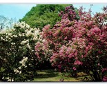 Highland Park Lilac Garden Rochester New York NY UNP Chrome Postcard H22 - £1.52 GBP