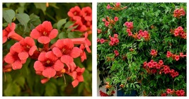 NEW! CAMPSIS RADICANS &#39;FLAMENCO&#39; TRUMPET CREEPER STARTER PLANT - APPROX ... - $44.99