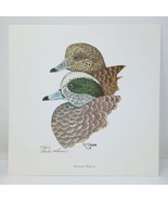 Vintage Charles G McLaurin American Widgeon Duck 11&quot;x11&quot; Print SIGNED &amp; ... - $24.95