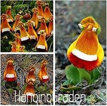 US Seller 200Pcs Calceolaria Tomentosa Seeds Yellow Slipper Flower Lady S Purse  - £11.37 GBP