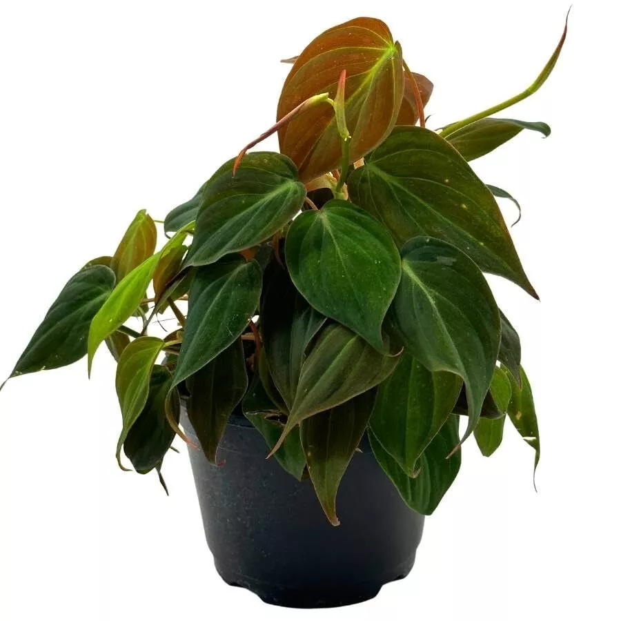 Philodendron Micans 6 in Velvet Leaf Philo hederaceum Sweetheart Plant - £45.41 GBP