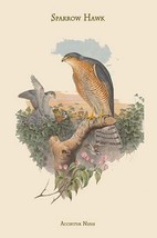 Accipitur Nisus - Sparrow Hawk by John Gould - Art Print - £17.30 GBP+