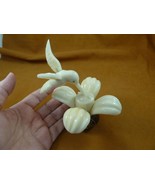 TNE-BIR-HU-12b) white Hummingbird bird flower TAGUA NUT figurine humming... - €61,39 EUR