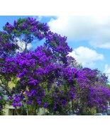 4"Pot Variegated Purple Princess Glory Bush Tree Plant~~Tibouchina Lepidota gran - £747.49 GBP