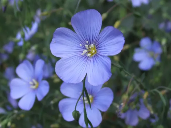 Blue Flax Seeds Linum Lewisii 100 Seeds Mojave Wildflower Gardening - £12.57 GBP