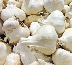 Elephant Garlic Grown Organic Large Jumbo Size Garlic Seeds Clove US Fas... - $31.76 MXN