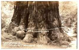 Zan-1107 Largest Redwood Tree 53 ft Muir Woods Monument California RPPC Postcard - £11.83 GBP