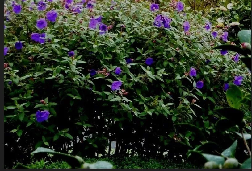 1 Live Starter Plant Athens Blue Princess Glory Bush Flower for Garden - $50.00