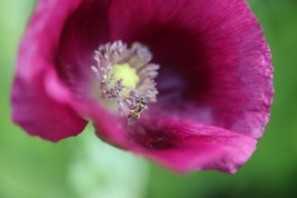 35 Springer Grape Papaver Laurens Poppy Seeds Flower Perennial - £14.06 GBP