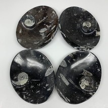 4pcs,6&quot;x4.7&quot;x4mm Small Oval Black Fossils Orthoceras Ammonite Bowls Dishes,F356 - £50.71 GBP