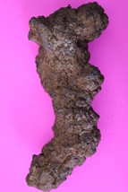 Giant Lizard Poop 5 Million Years Old Coprolite Genuine Fossil Dino Girl... - $34.99