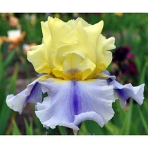 Iris German Tall Bearded Easter Candy Keith Keppel 2011 Size 1 Rhizome - £11.07 GBP