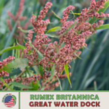 Great Water Dock 100 Seeds, Rumex britannica, Native Perennial Wetland Shrub - $13.50