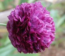 Peony Poppy, Purple, 500 Seeds +BUY 2 GET 1 FREE - £5.53 GBP