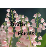 25 of Seeds PINK LILY OF THE VALLEY Flowers SYMBOL OF GRATITUDE AND EVER... - $5.98