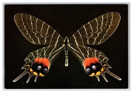 Lot of 14 Butterflies Beetles Inscets Entomology Unused Continental Postcards V1 - £7.80 GBP