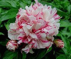 10 PCS Seeds Paeonia Lactiflora Bonsai Heirloom Tree Peony Item image 3