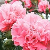 50 Carnation Seeds Rose Dianthus Flower Seeds Fresh Seeds Gardening USA - $20.00