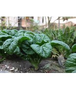 Heirloom Bloomsdale Spinach Seeds Spinacia Oleracea B104 Fast Grow - €9,33 EUR