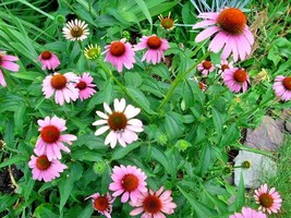 40 Purple Cone Flower Seeds Echinacea Purpurea New Fresh Garden - $8.80