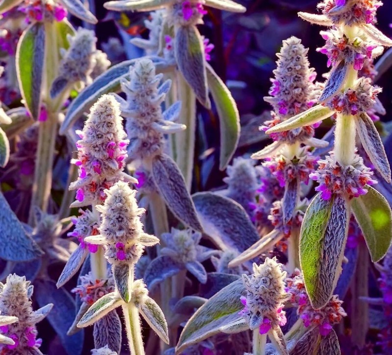 KKG Lamb&#39;S Ear Byzantina 100 Seeds Wa Stachys Byzan US Seller - $18.37