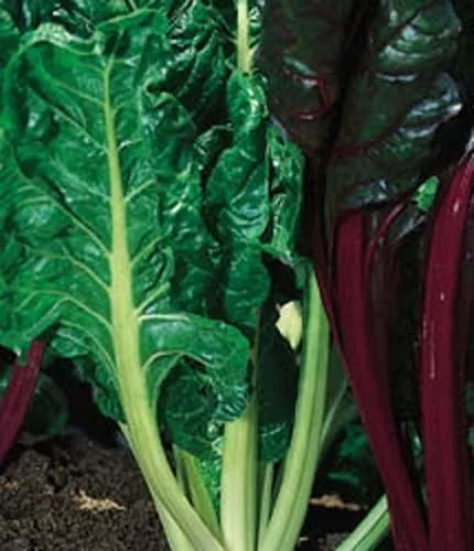 Fresh Seeds Swiss Chard Dhook Giant Vegetable 200 Seeds - $11.58