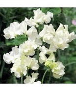 50+ New Fresh White Sweet Pea Seeds for Garden Planting - €4,32 EUR