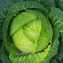 Copenhagen Cabbage 50 Seeds |  Heirloom | Fresh Vegetable Seeds NON-GMO  - £7.84 GBP