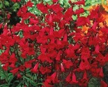 Penstemon Eaton&#39;S Red Perennial Beardtongue   Non-Gmo 300 + Pure Seeds! - £5.15 GBP