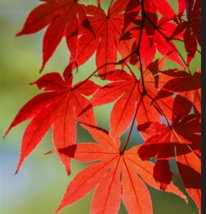  Red Japanese Maple Tree Bloodgood Ornamental 10 Seeds - £7.71 GBP