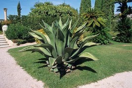 BStore 50 Seeds Store Agave Ferox Century Plant Hardy Exotic Succulent Big Aloe  - £26.56 GBP