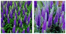 1000 Seeds Veronica Seeds Royal Candles Ground Cover (Veronica Spicata) - £23.16 GBP