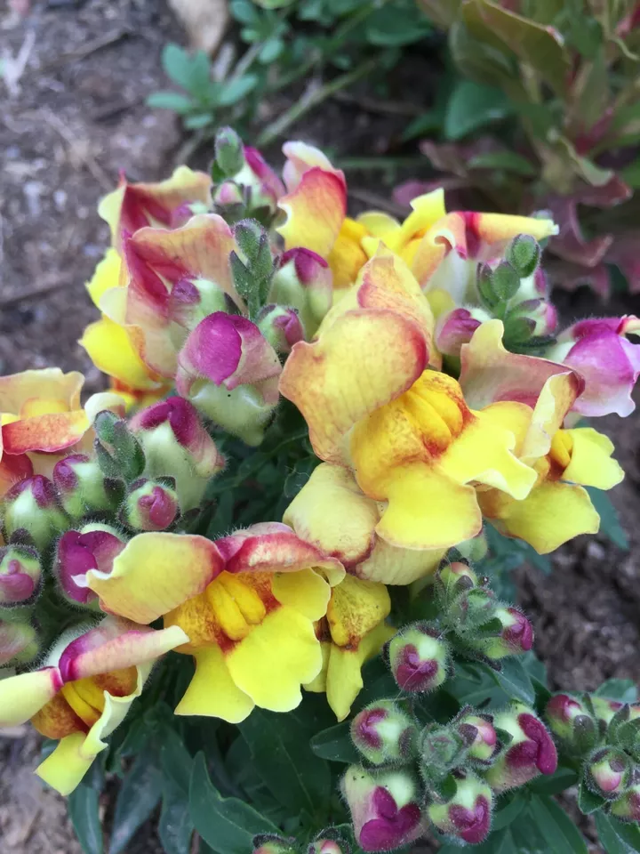 CLK 300 Seeds Snapdragon Dwarf Yellow And Red Dwarf USA Seller - £6.95 GBP