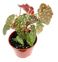 Live Potted House Plants Begonia Maculata Polka Dot Begonia Air Purifying - £38.53 GBP