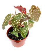 Live Potted House Plants Begonia Maculata Polka Dot Begonia Air Purifying - $49.90